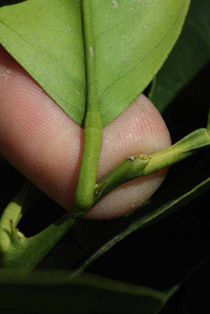              Petiole (Blanca Macetera, Riverside, CA)       